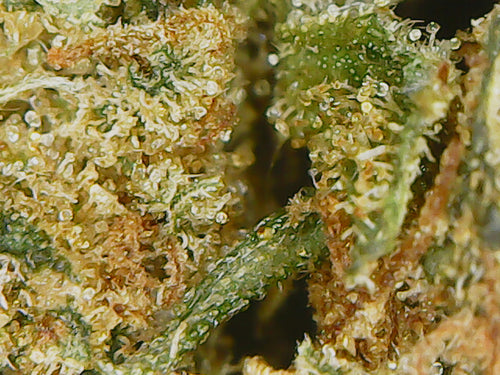 🧀 Fleur Cheese CBD 13,5% – L’Élégance d’une Culture Française Artisanale