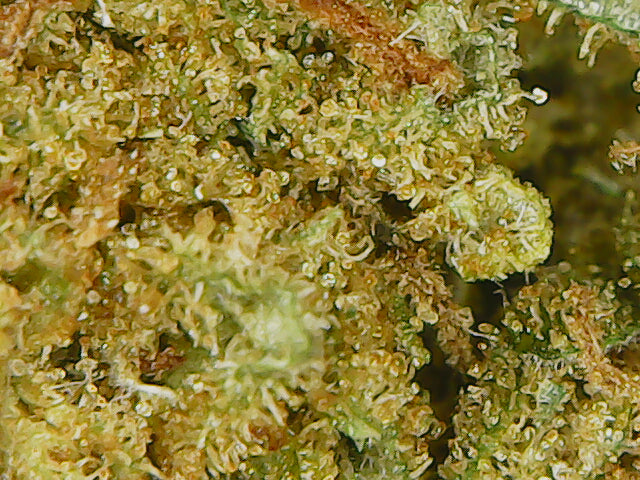 🍓 Fleur Strawberry Haze CBD 15,5% – L’Alliance Suprême entre Fraîcheur et Puissance