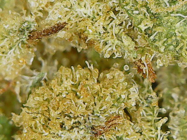 🥭 Fleur Mango Kush CBD 14% – L’Exotisme d’une Culture Française Naturelle