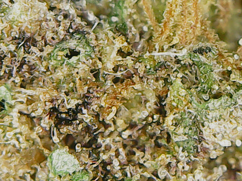 🌹 Fleur Black Sugar Rose CBD 13% – La Poésie Solaire du Terroir Français