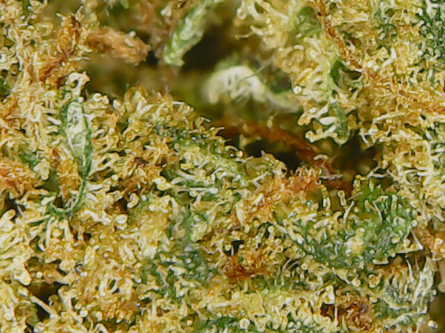 ☀️ Fleur Jack Herer CBD 12% – L’Icône Revitalisante, Née sous Serre Française