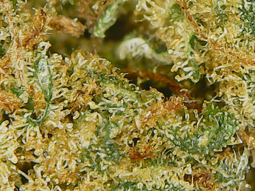 ☀️ Fleur Jack Herer CBD 12% – L’Icône Revitalisante, Née sous Serre Française