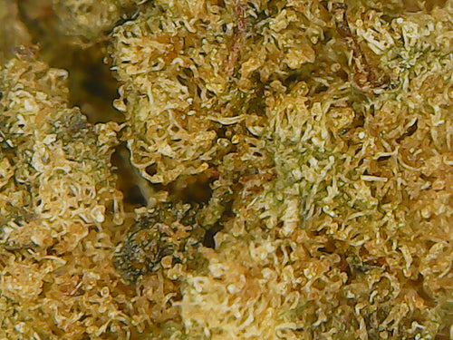 🍋 Fleur Lemon Haze CBD 14,5% – Petites Têtes, Grand Arôme