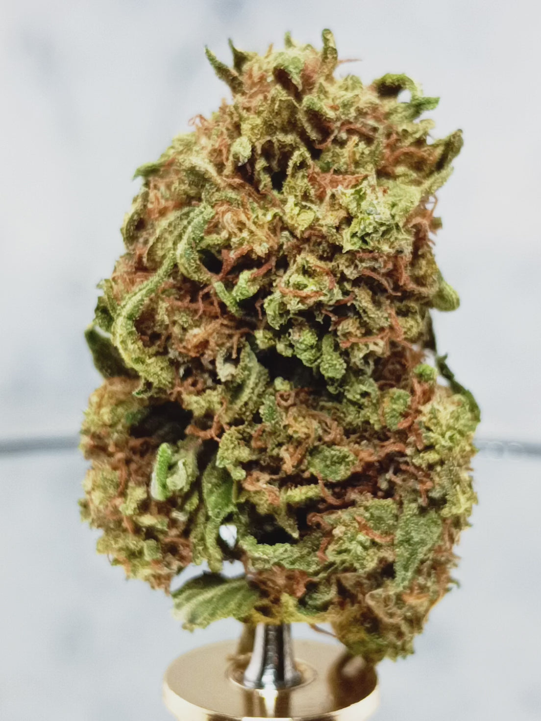 ☀️ Fleur Jack Herer CBD 12% – L’Icône Revitalisante, Née sous Serre Française