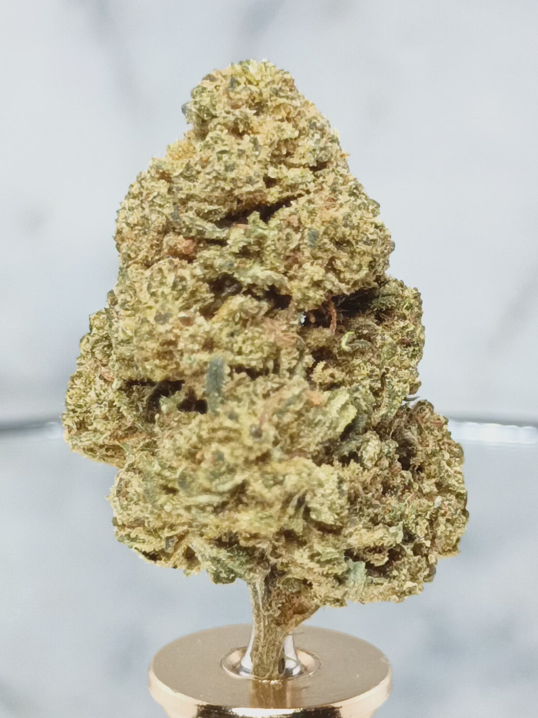 🍓 Fleur Strawberry Haze CBD 15,5% – L’Alliance Suprême entre Fraîcheur et Puissance