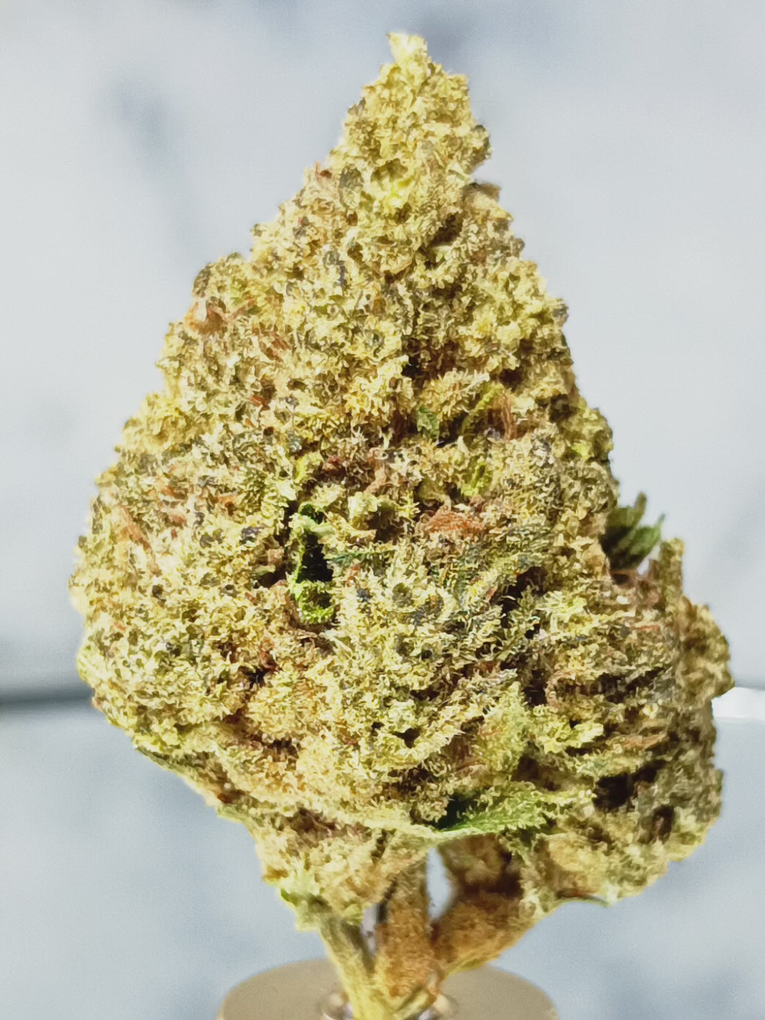 🥭 Fleur Mango Kush CBD 14% – L’Exotisme d’une Culture Française Naturelle
