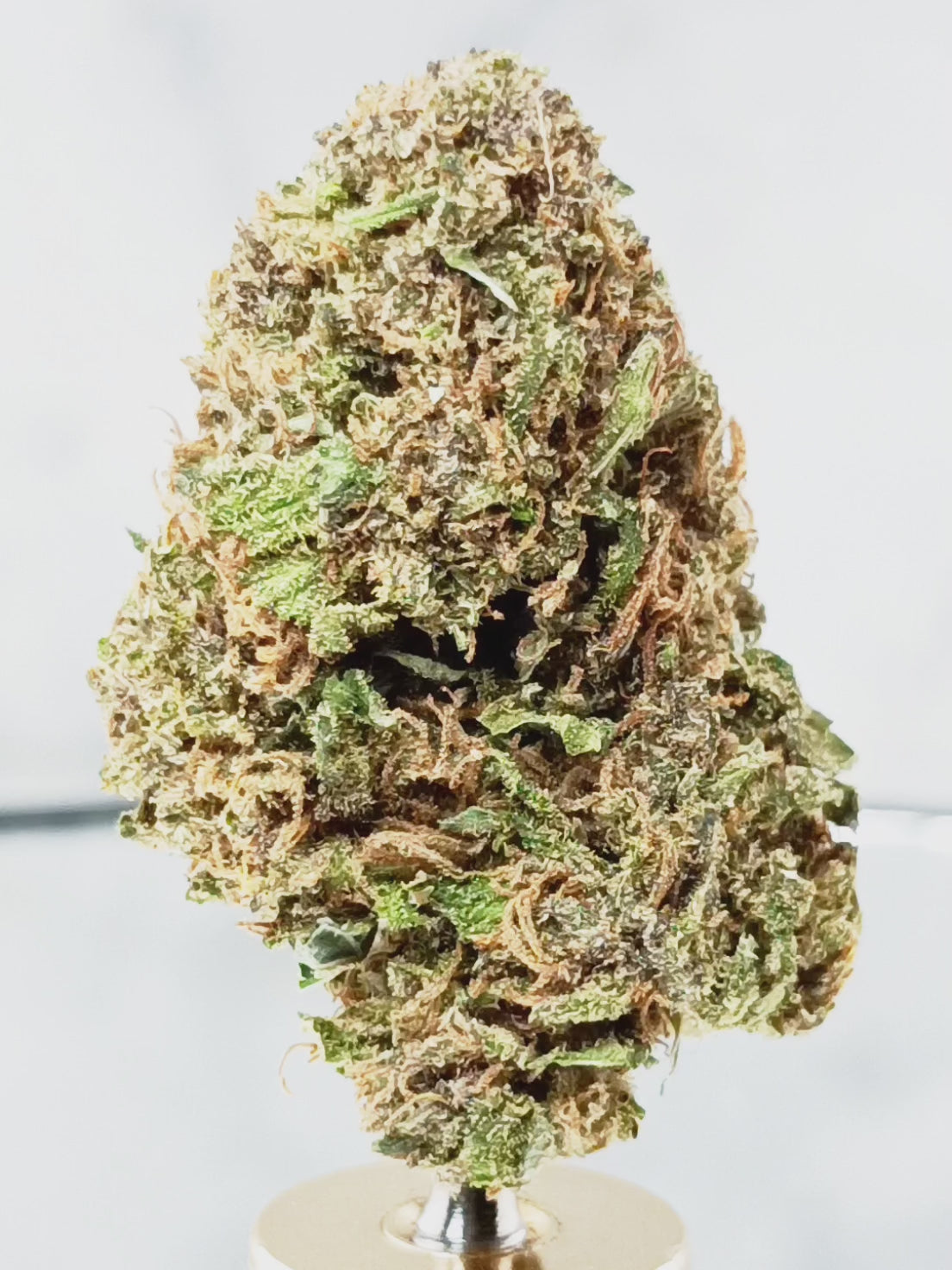 🌹 Fleur Black Sugar Rose CBD 13% – La Poésie Solaire du Terroir Français